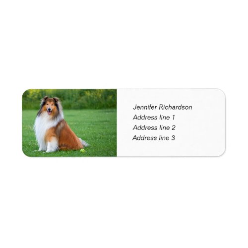 Rough collie dog custom return address labels