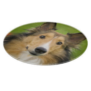 Rough Collie, dog Cutting Board