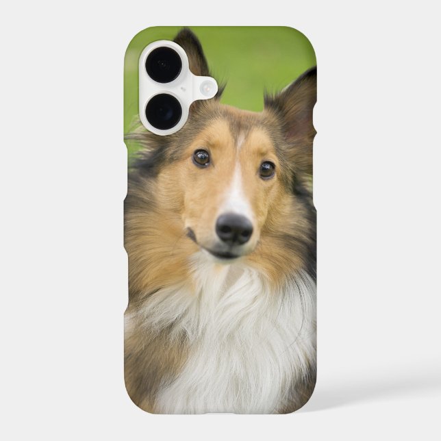 Rough Collie, dog Iphone Case (Back)