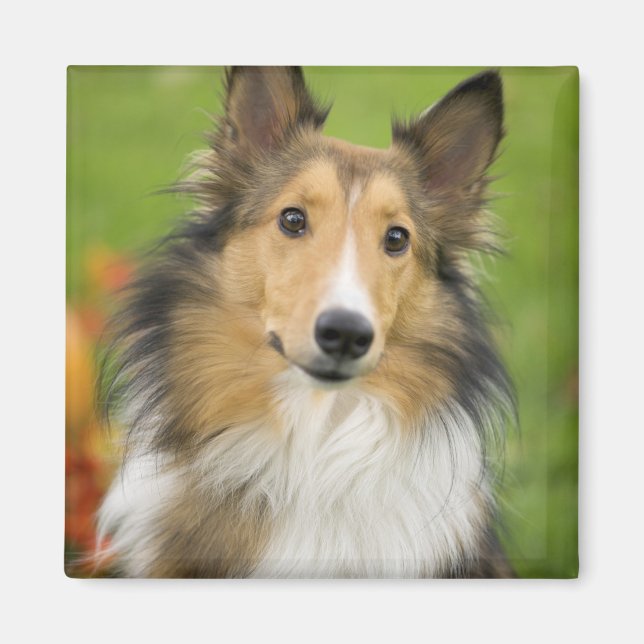 Rough Collie, dog Magnet (Front)