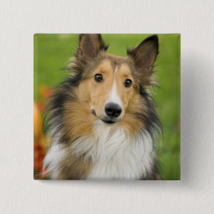 Rough Collie, dog Pinback Button