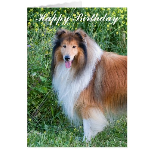 Rough Collie dog portrait happy birthday card | Zazzle