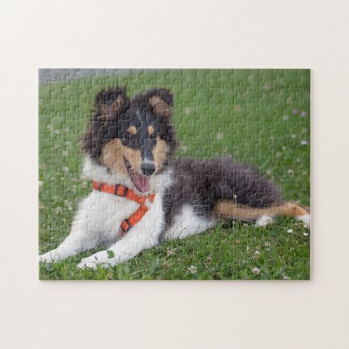 Rough Collie dog puppy photo jigsaw puzzle