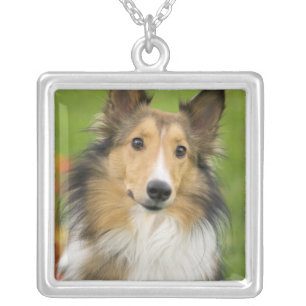 Rough Collie, dog Silver Plated Necklace