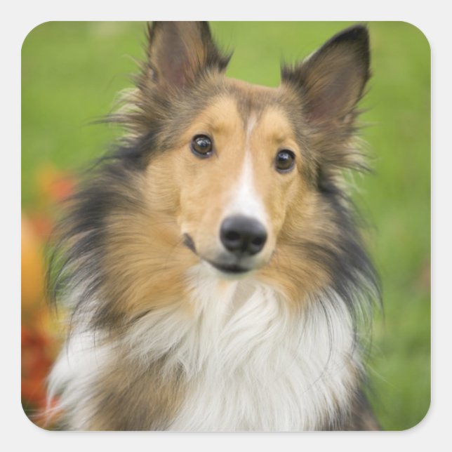 Rough Collie, dog Square Sticker (Front)