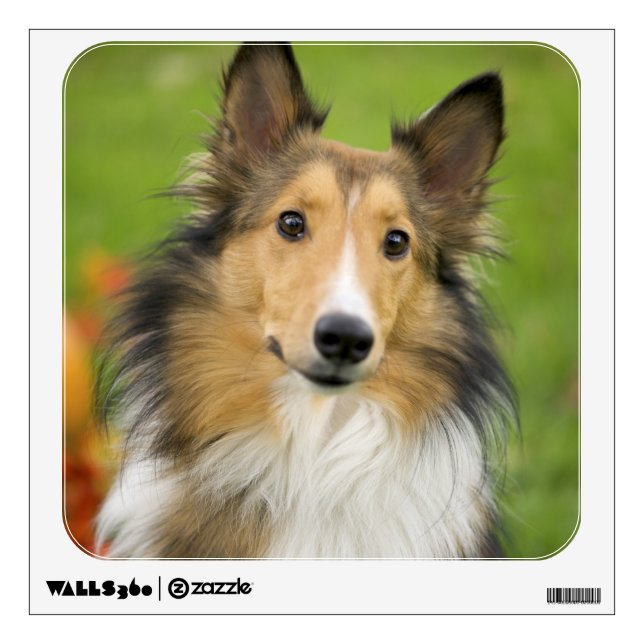 Rough Collie, dog Wall Sticker (Front)
