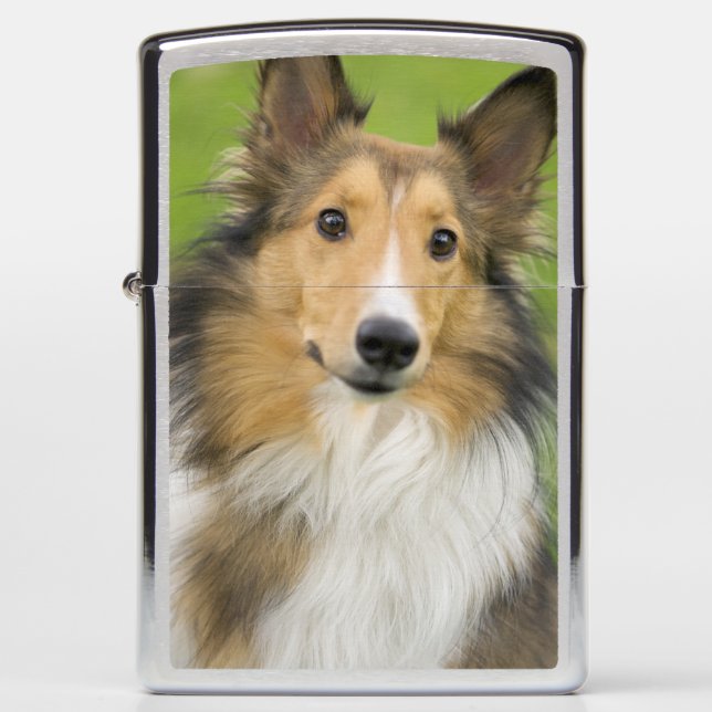 Rough Collie, dog Zippo Lighter (Front)