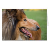 Rough Collie Face (Front Horizontal)