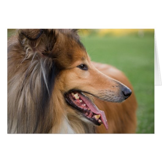 Rough Collie Face Cards (Front Horizontal)