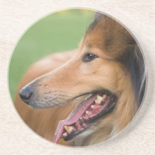 Rough Collie Face Drink Coaster