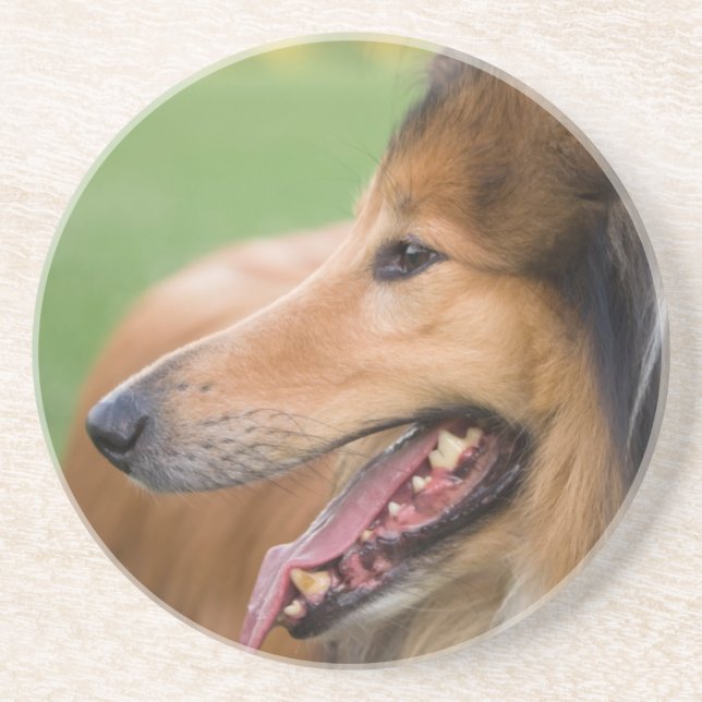 Rough Collie Face Drink Coaster (Front)