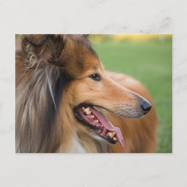 Rough Collie Face Postcard (Front)