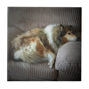 Rough collie on armchair ceramic tile
