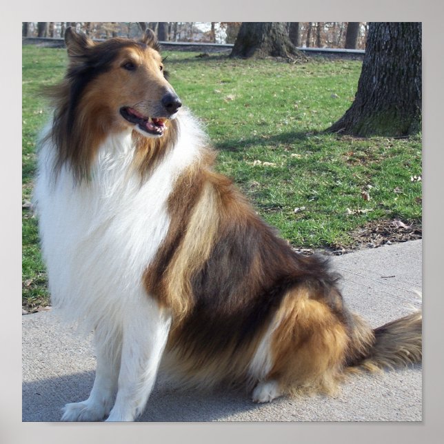 Rough Collie Poster (Front)