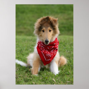 Rough collie puppy dog cute photo poster print