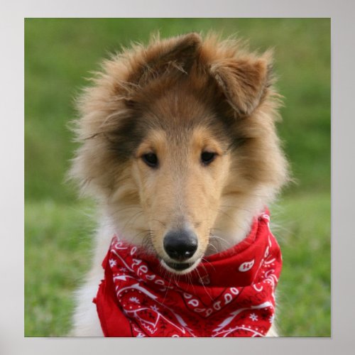 Rough collie puppy dog cute photo poster print