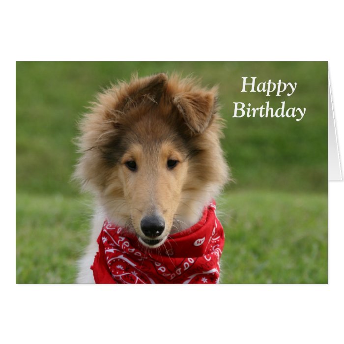 Rough collie puppy dog photo happy birthday card