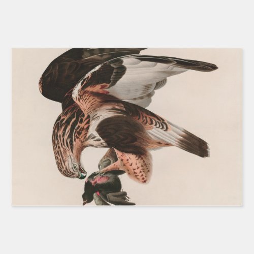 Rough_legged Falcon Birds of America Audubon Print Wrapping Paper Sheets