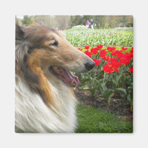 Rough Sable Collie n Tulips Magnet