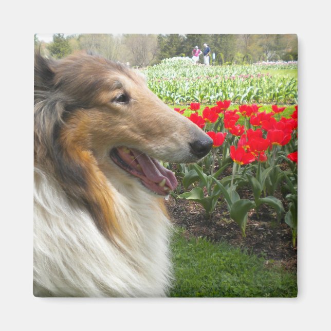 Rough Sable Collie n Tulips Magnet (Front)
