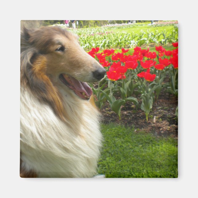 Rough Sable Collie n Tulips Magnet (Front)