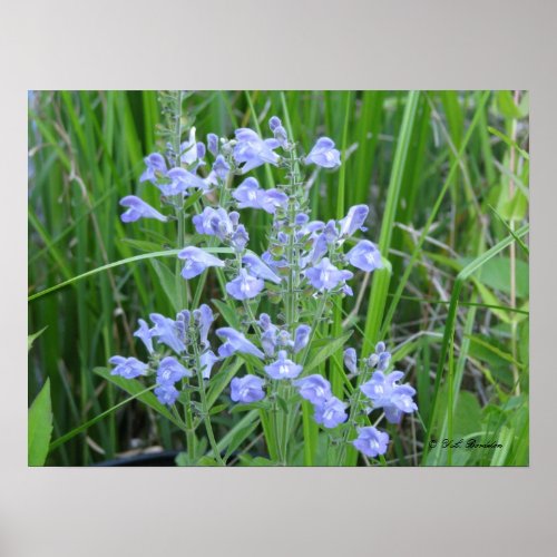 Rough Skullcap Scutellaria integrifolia Poster