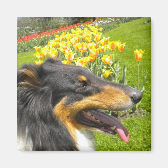Rough Tri-Color Collie n Tulips Magnet (Front)