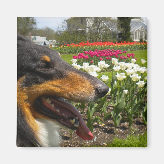 Rough Tri-Color Collie n Tulips Magnet (Front)