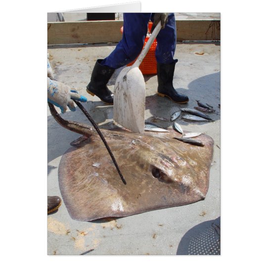 Roughtail Stingray Card