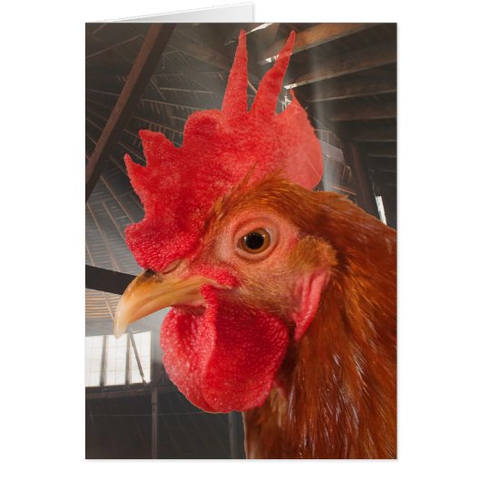 Round Barn Chicken Cards (Front)