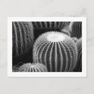 Round Cacti Postcard