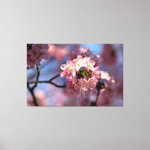 Round Cluster Of Sakura Flowers In Bloom Canvas Print