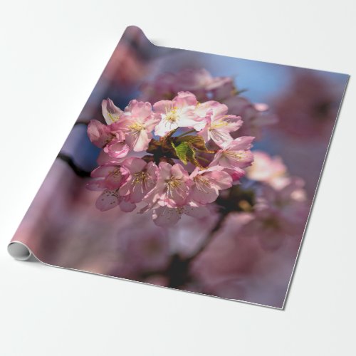 Round Cluster Of Sakura Flowers Wrapping Paper