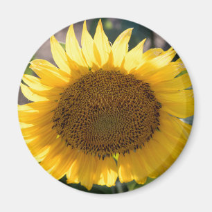 Round Magnet