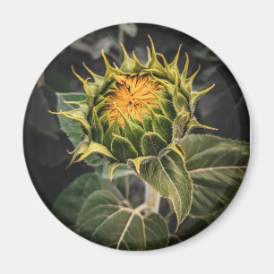 Round Magnet