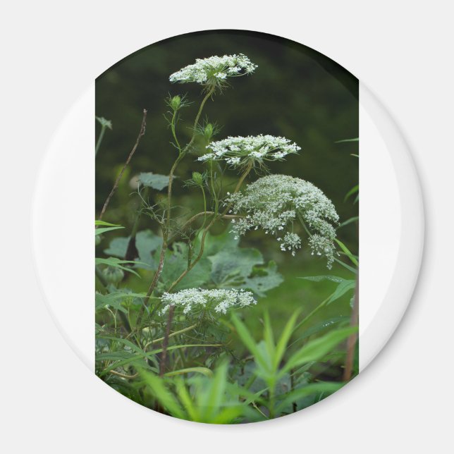 round magnet template (Front)