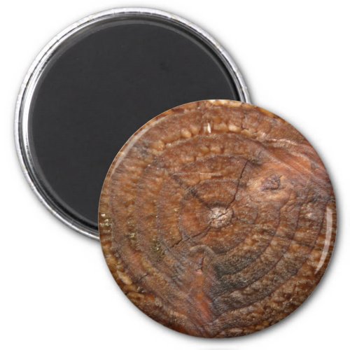 Round magnet with wood pattern Cross section tree