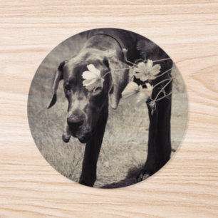 Round Photo Sticker roll / sheet