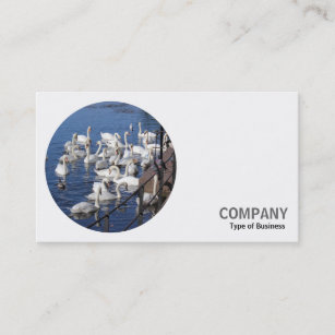 Round Photo - Swans Business Card