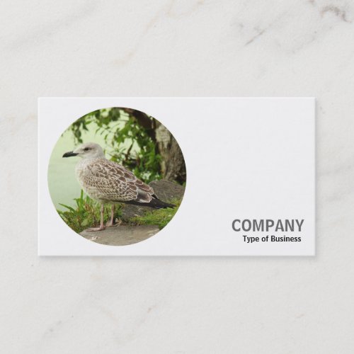 Round Photo _ Young Herring Gull Business Card