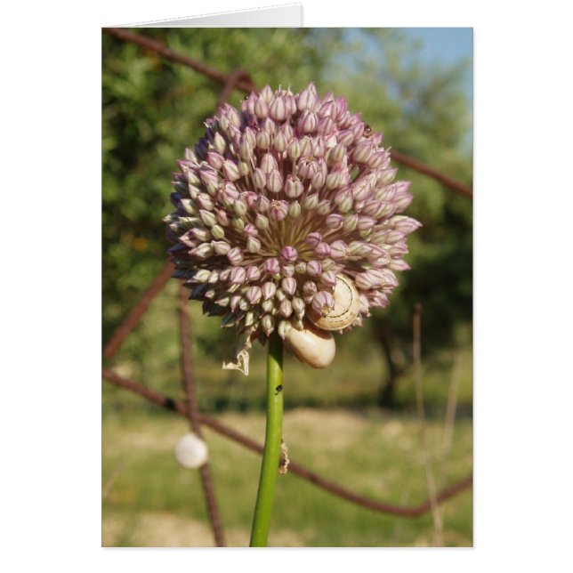 Round Purple Flower Cards (Front)