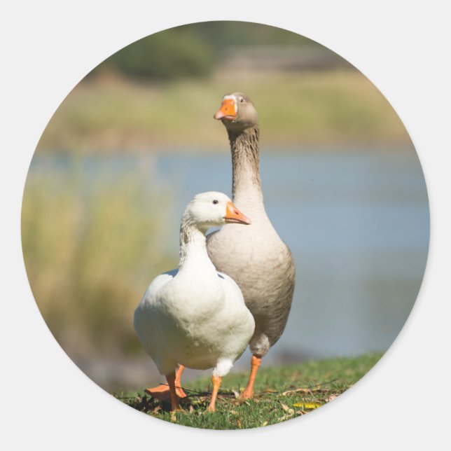 Round Sticker with portrait of Geese (Front)