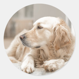 Round Sticker with portrait of Golden Retriever
