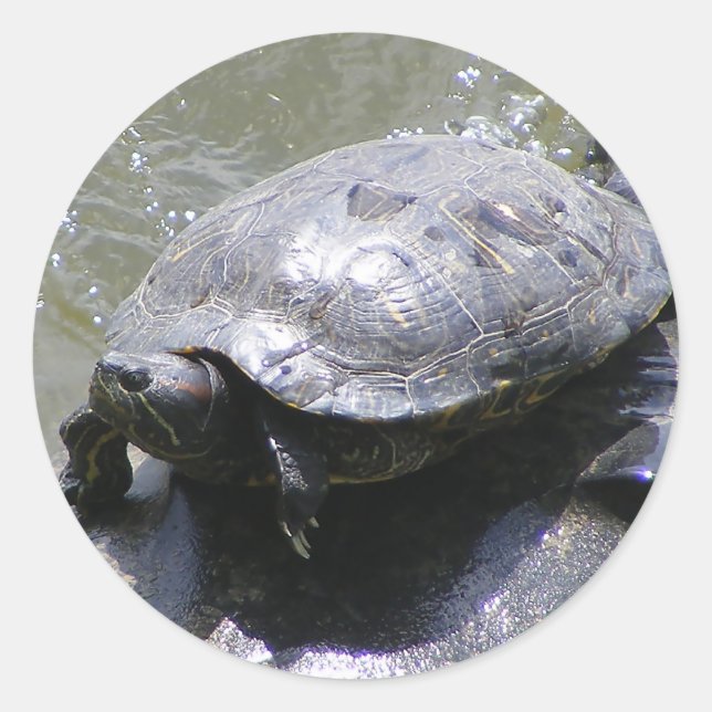 Round sticker with turtle (Front)