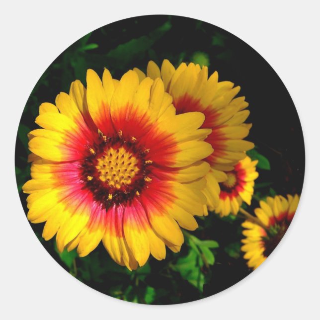 Round Stickers, golden daisies Classic Round Sticker (Front)