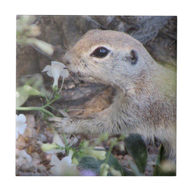 Round Tail Ground Squirrel Smelling the Flowers Ceramic Tile (Front)