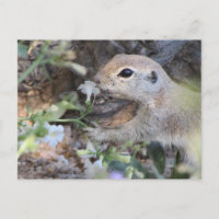 Round Tail Ground Squirrel Smelling the Flowers
