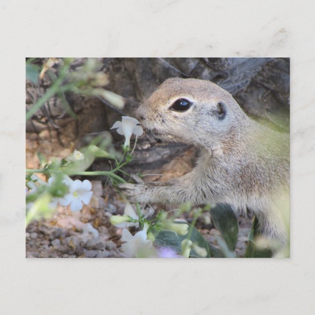 Round Tail Ground Squirrel Smelling the Flowers Postcard (Front)