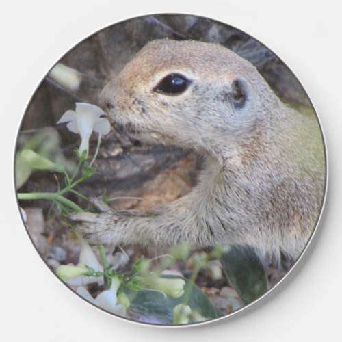 Round Tail Ground Squirrel Smelling the Flowers Wireless Charger