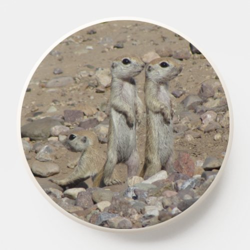 Round_tailed Ground Squirrel Family PopSocket